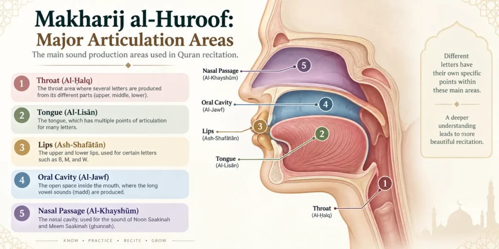 Makharij al-Huroof showing Arabic letter articulation points