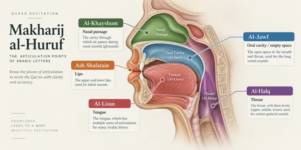 Makharij al-Huruf articulation points of Arabic letters